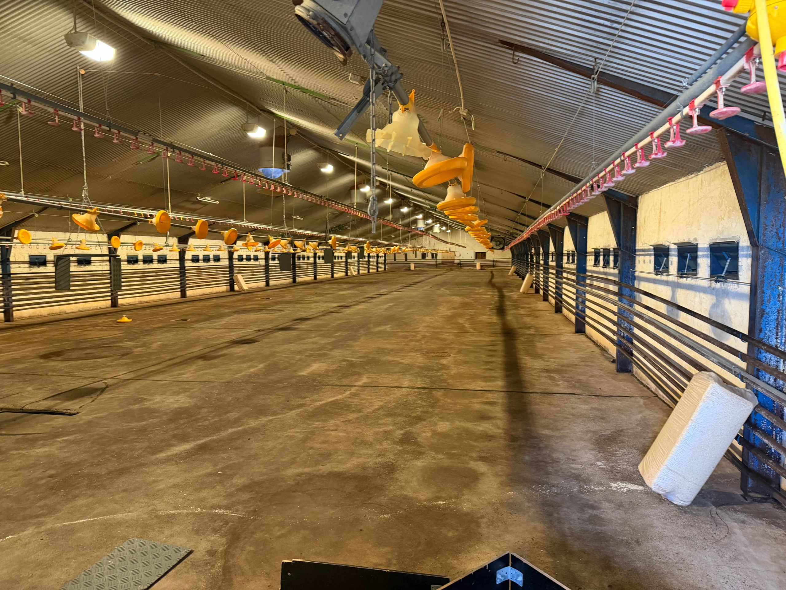 Kyllingestalde – Hedensted