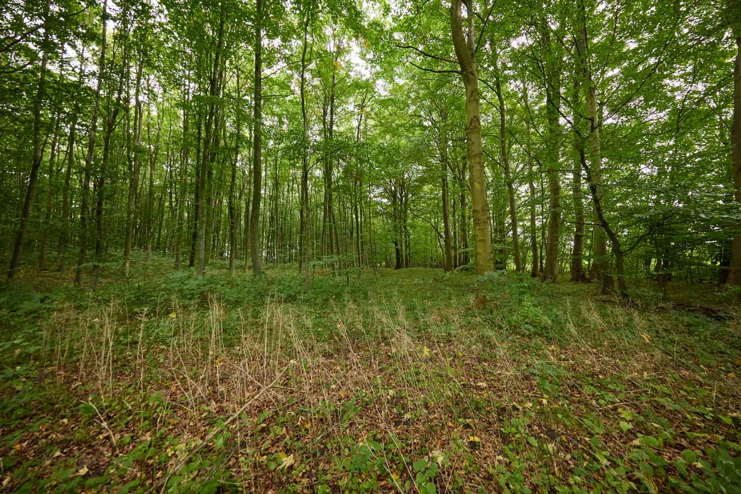 skov-2972 Kolding Landevej 44B, 7000 Fredericia