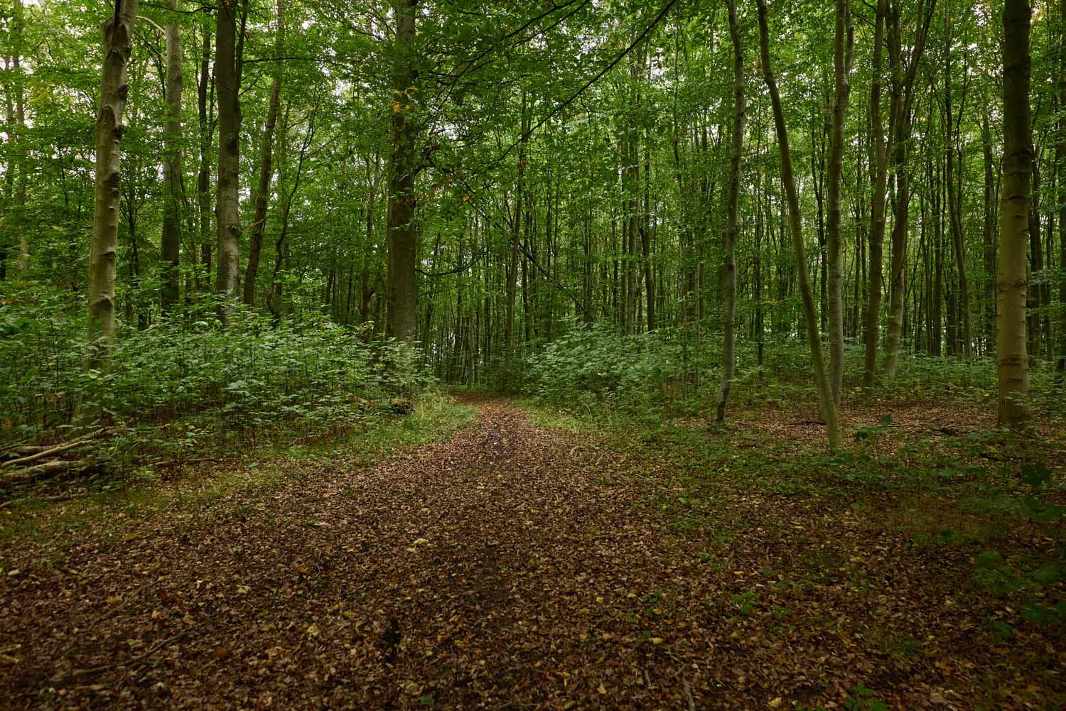 skov-2975 Kolding Landevej 44B, 7000 Fredericia