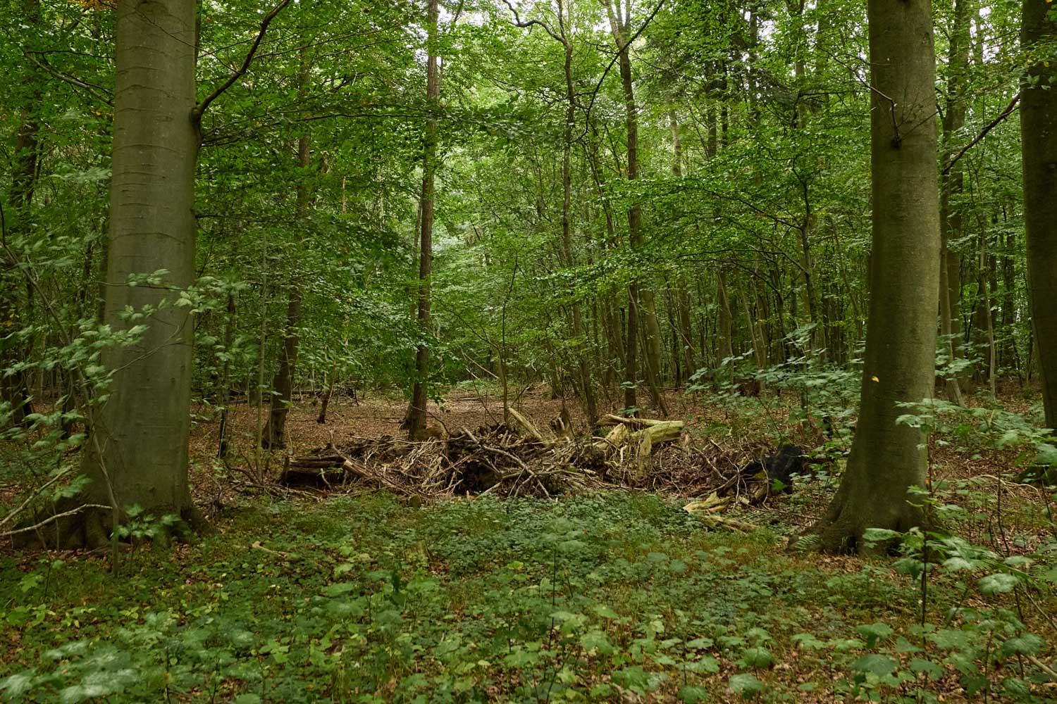 skov-2976 Kolding Landevej 44B, 7000 Fredericia