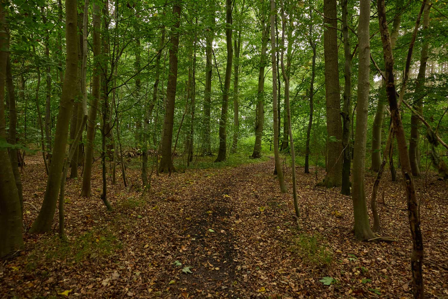 skov-2978 Kolding Landevej 44B, 7000 Fredericia