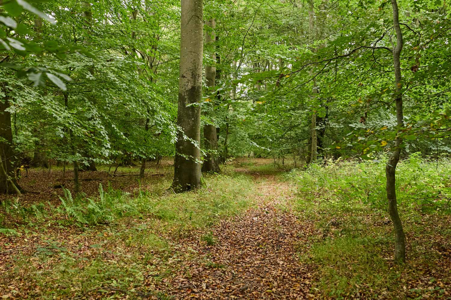 skov-2979 Kolding Landevej 44B, 7000 Fredericia