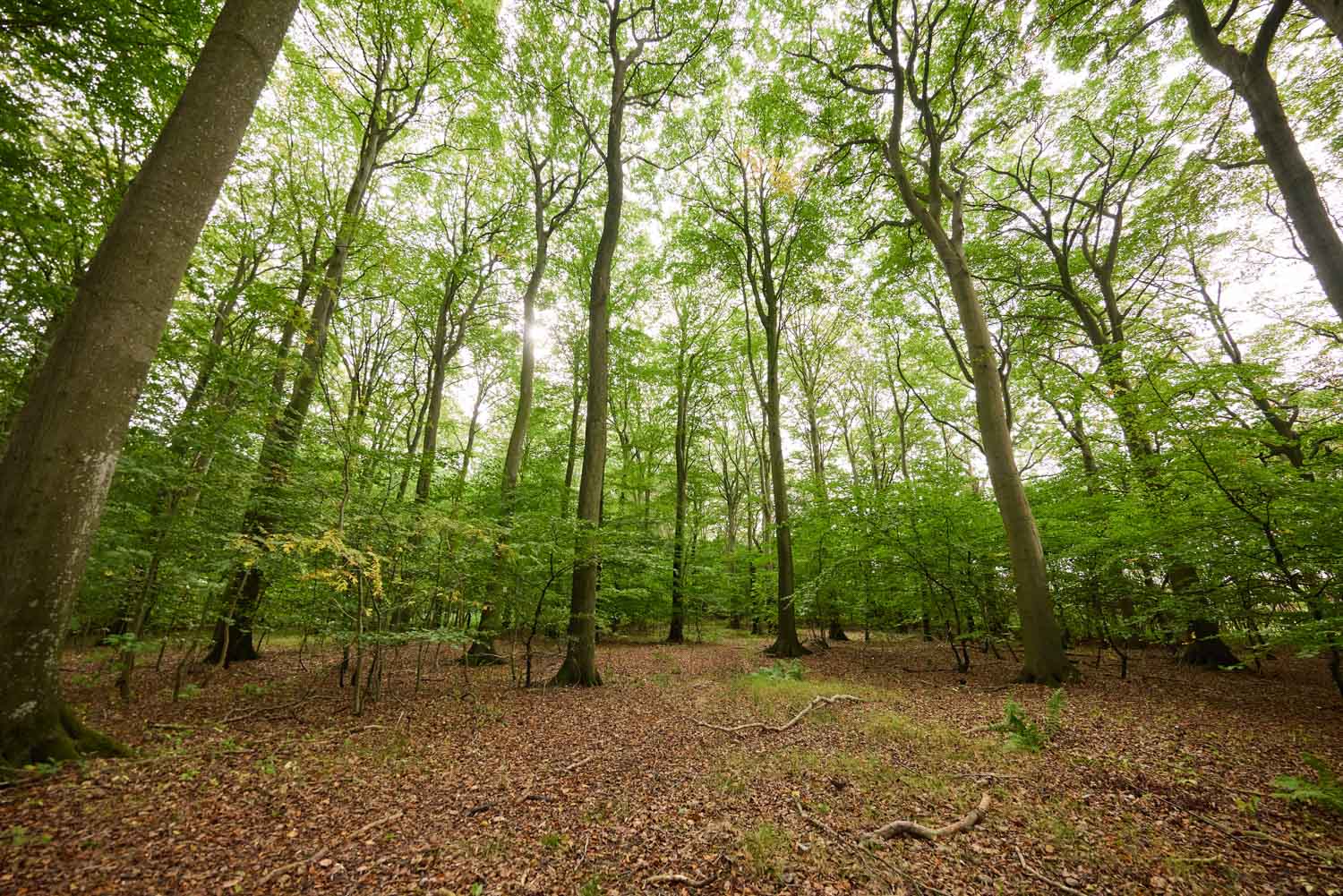 skov-2984 Kolding Landevej 44B, 7000 Fredericia