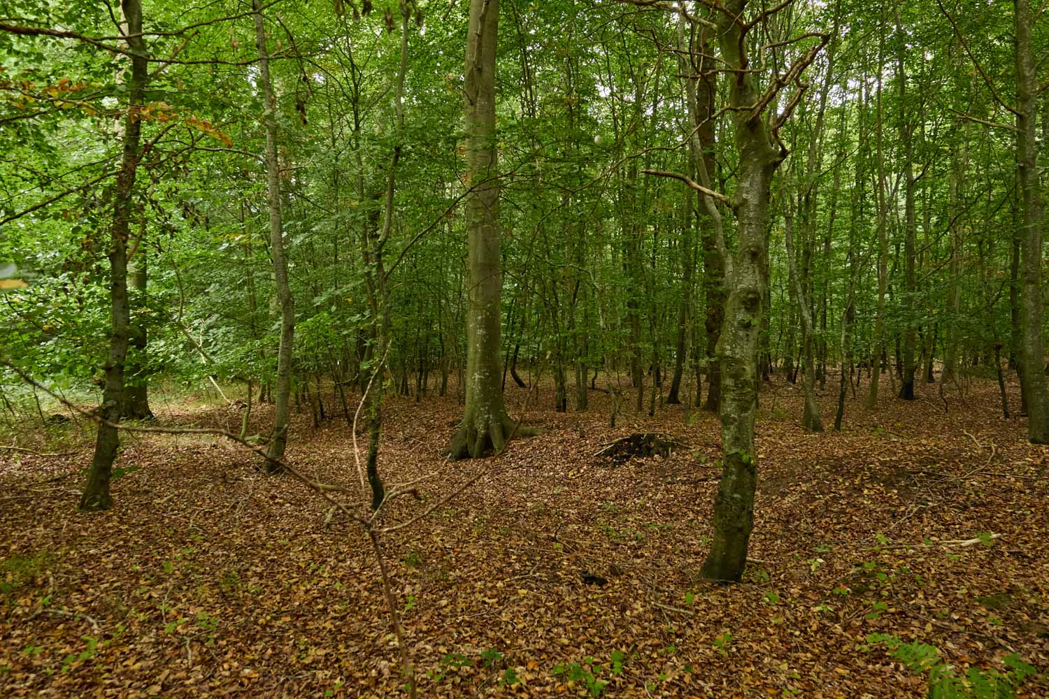 skov-2986 Kolding Landevej 44B, 7000 Fredericia