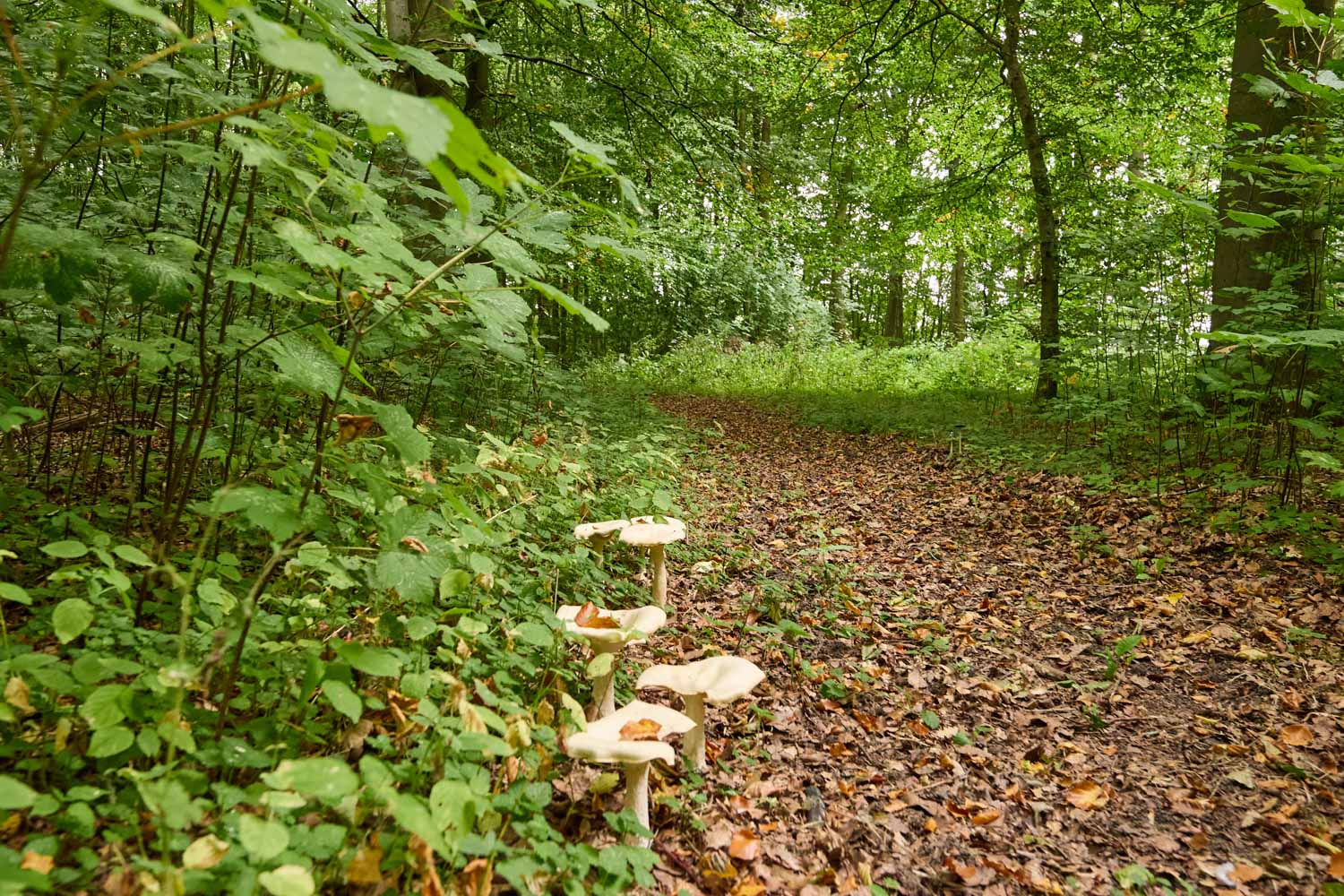 skov-2987 Kolding Landevej 44B, 7000 Fredericia